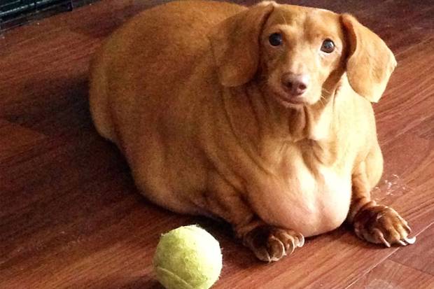 dickerhund2jpg0bcfc319a07e2a5c