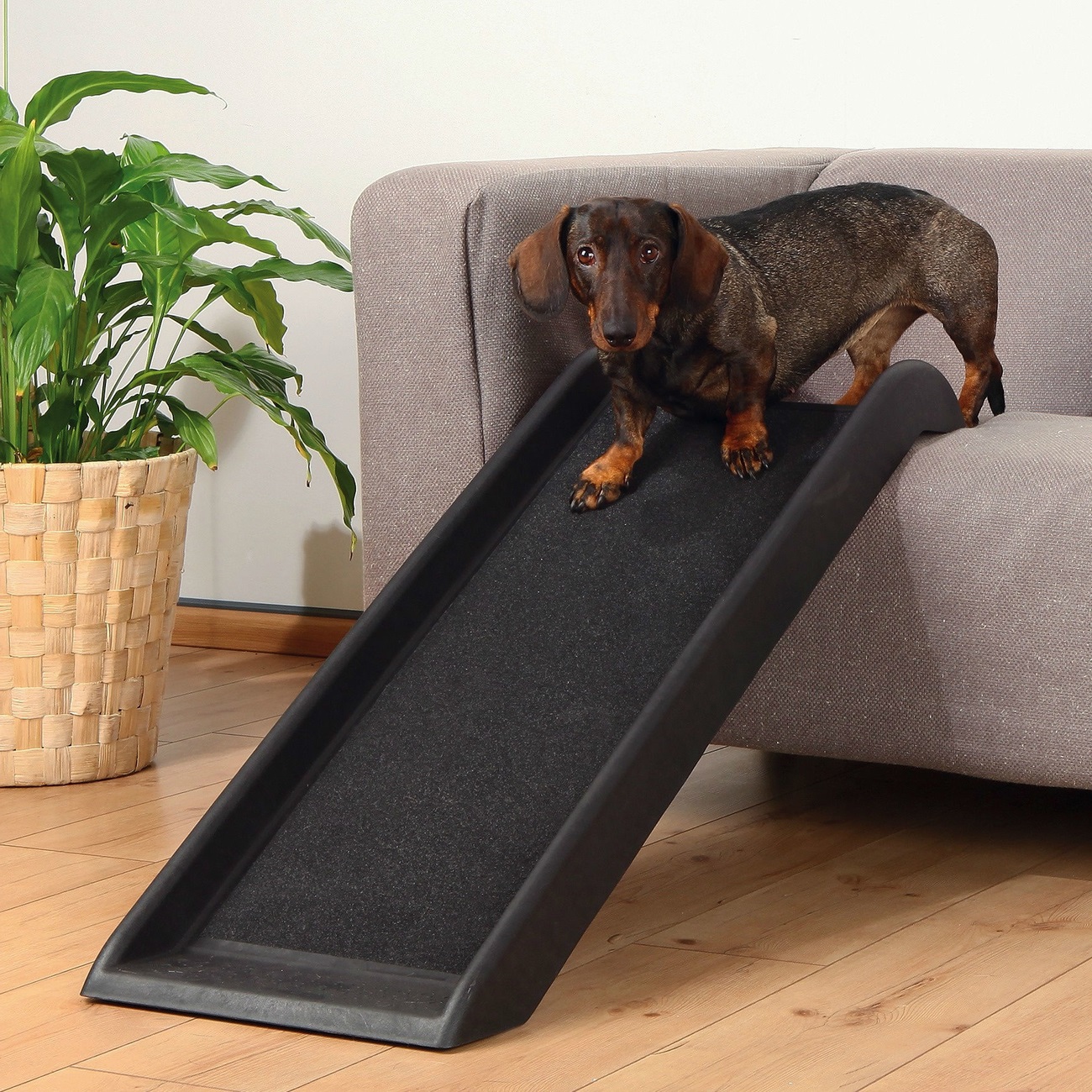 hunderampefuerkleinehunde1489245208