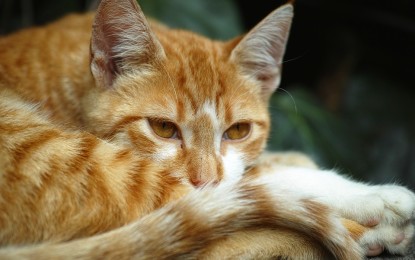 Wie lange kann eine Katze alleine bleiben?