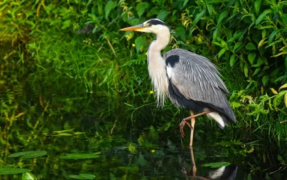Der Reiher