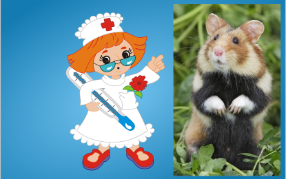 Typische Krankheiten beim Hamster