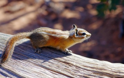 Streifenhörnchen als Haustier