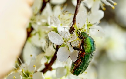 Der Rosenkäfer