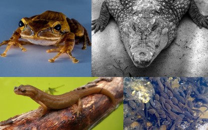 Wissenswertes über Amphibien