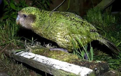Der Kakapo