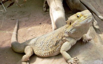 Die Bartagame