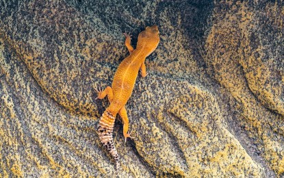 Der Leopardgecko – Ein Einzelgänger oder Gruppentier?