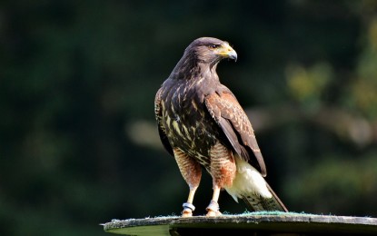 Der Wanderfalke