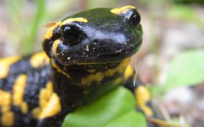 Der Feuersalamander