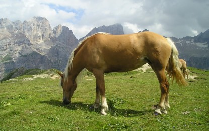 Der Haflinger