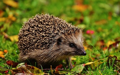 Der Igel