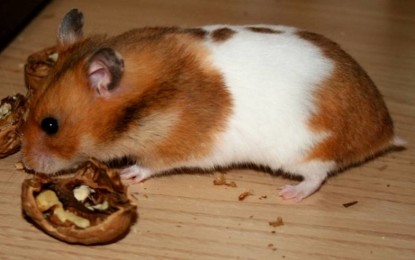 Der Schecken-Hamster