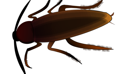 Die Kakerlake
