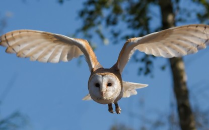 Die Schleiereule – Der lautlose Jäger der Nacht