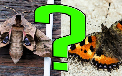 Nacht- oder Tagfalter – wer ist was?