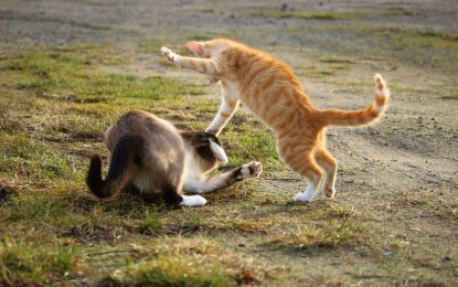 Die Machtkämpfe der Katzen und ihre Folgen