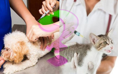 Viele Hunde- und Katzenhalter nehmen die Impftermine ihrer Tiere nicht wahr.