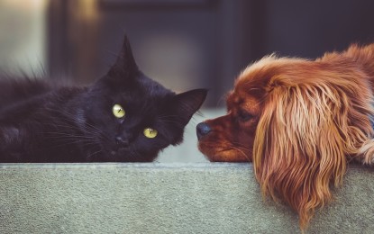 Geheimnis gelüftet: Was machen Tiere, wenn sie allein zu Hause sind?