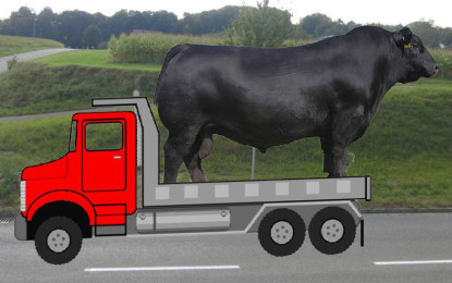 Bullen und Färsen der Aberdeen-Angus-Rasse nach Russland transportiert
