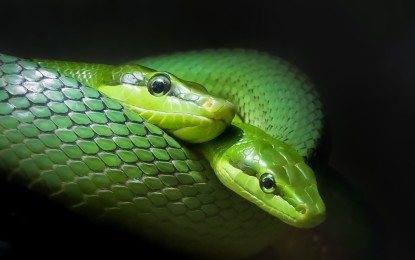 Die Spitzkopfnatter (Gonyosoma oxycephalum)