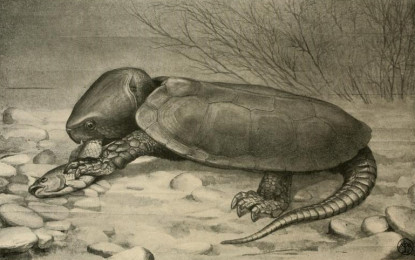 Die Großkopfschildkröte (Platysternon megacepalum)