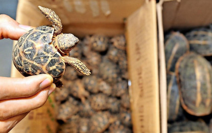 Der grausame Wildtierhandel