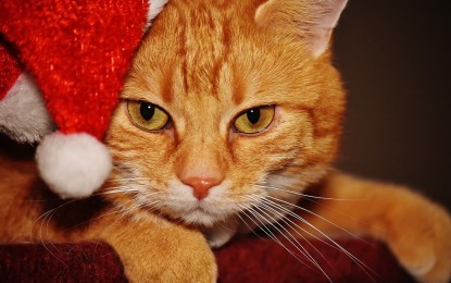 Weihnachtsspende für gute Zwecke