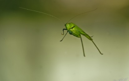 Was aufsteigt, muss auch wieder herunterkommen: Landende Heuschrecken prallen auf ihre Köpfe