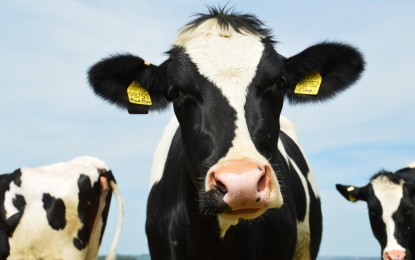 IoT an jeder Milch-Kuh