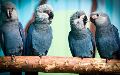 Weltsensation: Der Spix-Ara ist zurück