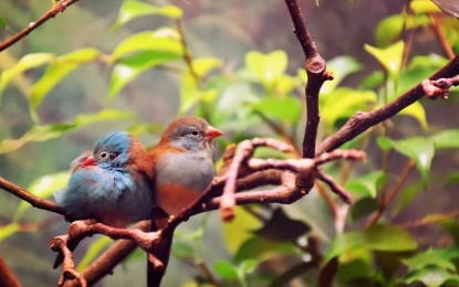 Artenreiche, deutsche Wälder: Vogelbestände nehmen zu