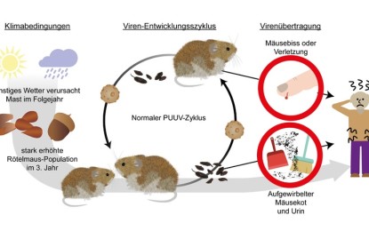 Hanta-Virus im Schatten von Corona