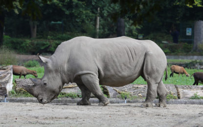 Erfolgreiche Eizellenentnahme bei Südlichen Breitmaulnashörnern durch das BioRescue-Team im Serengeti-Park Hodenhagen