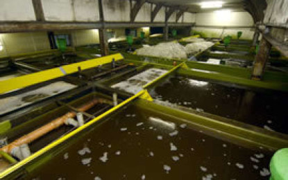 Fischerzeugung 2019 in Aquakulturen um 2,4 % gestiegen