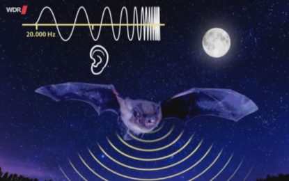 Wenn es laut ist, wird Echoortung für Fledermäuse teuer