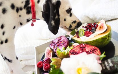 Fünf Tipps für eine gesunde Hundeernährung